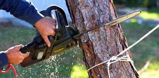 Best Arborist Consultation Services  in South Point, OH